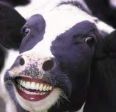 La mia vacca personale